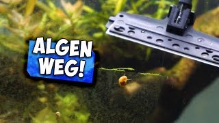 AQUARIUM SCHEIBEN REINIGEN IN SEKUNDEN | Aqua Update