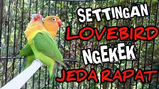 Download lagu Membuat Lovebird Ngekek Jeda Rapat - Settingan Lovebird gacor mp3 Download lagu Membuat Lovebird Ngekek Jeda Rapat - Settingan Lovebird gacor mp3