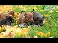 Chihuahua dogs for sale: Freddie - Video 1