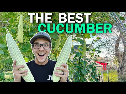 ARMENIAN CUCUMBER: The PERFECT Hot Weather Cucumber!