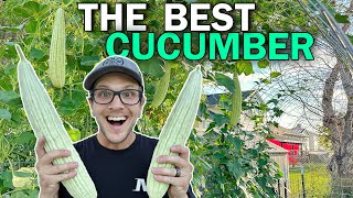 ARMENIAN CUCUMBER: The PERFECT Hot Weather Cucumber!