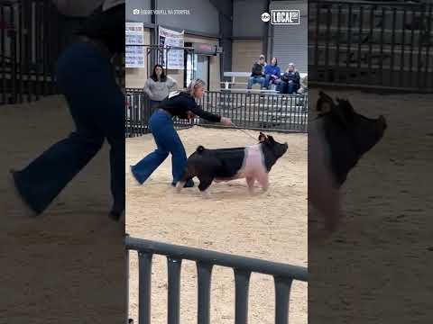 Pig struts at Texas agriculture show
