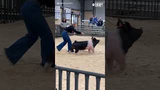 Download lagu Pig struts at Texas agriculture show mp3 Download lagu Pig struts at Texas agriculture show mp3