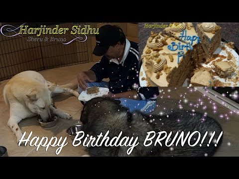 Happy Birthday Bruno German Shepherd Enjoying With Sheru Alaskan Malamute | Celebrating Dog Birthday