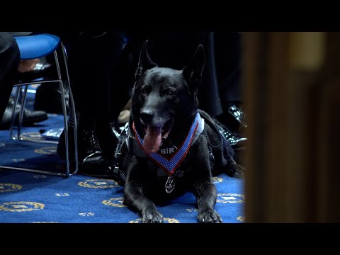 Titanium and Gold: K9 Hurricane