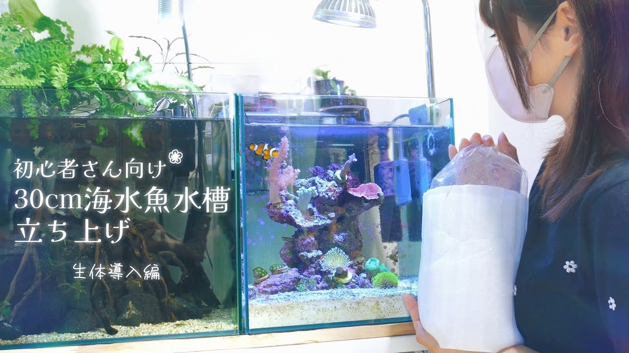 初心者さん向け 30cm海水魚水槽立ち上げ 生体導入編❀アクアリウム Marine aquarium.