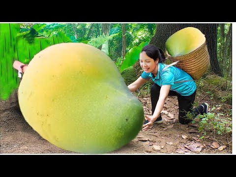 Harvesting mangoes to sell at the market | Cooking | Daily life of a single mother and daughter