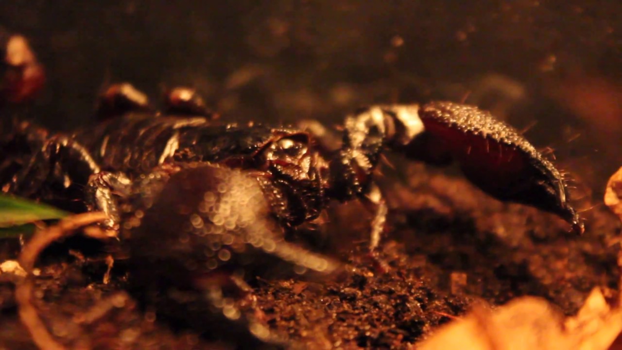 Emperor Scorpion | Close Up
