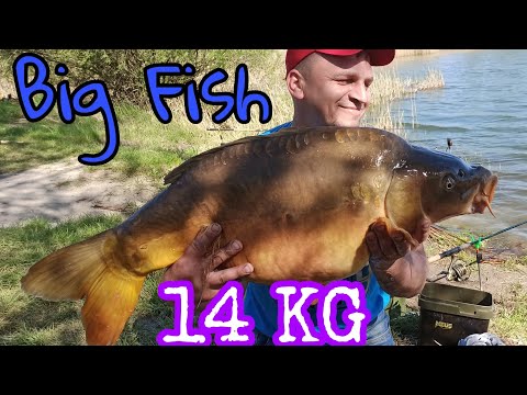 Big Fish  . Karp na metodę
