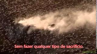 Stratovarius - Paradise  ( Legendado BR )