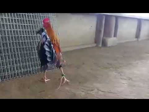 Possum sweater 226 of RGA gamefarm Mr. nene abello thank you! #sabong #wpc #gamefowl #sweater