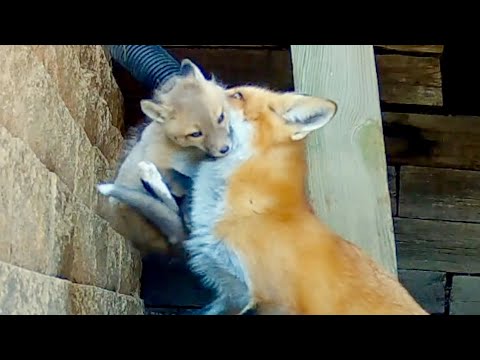 Fox Picks Up Her Kit, Jumps Over a Wall