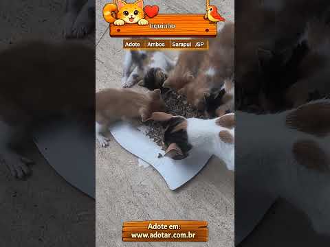 Vídeo de tiquinho