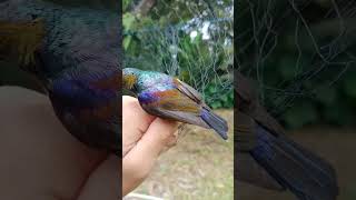 Download lagu Kolibri kelapa burung mungil yang cantik #kolibriwulung #kolibrininja #kolibri #korlap mp3