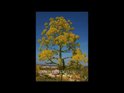 Ferula communis L  Giant Fennel, Ara della Regina, ruins of the biggest Etruscan temple in TARQUINIA