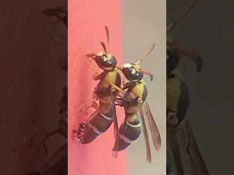 la hormiga pelea con la avispa video desde guamal Magdalena Manuel Fonseca junior