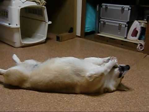 Un Corgi comiendo su hueso