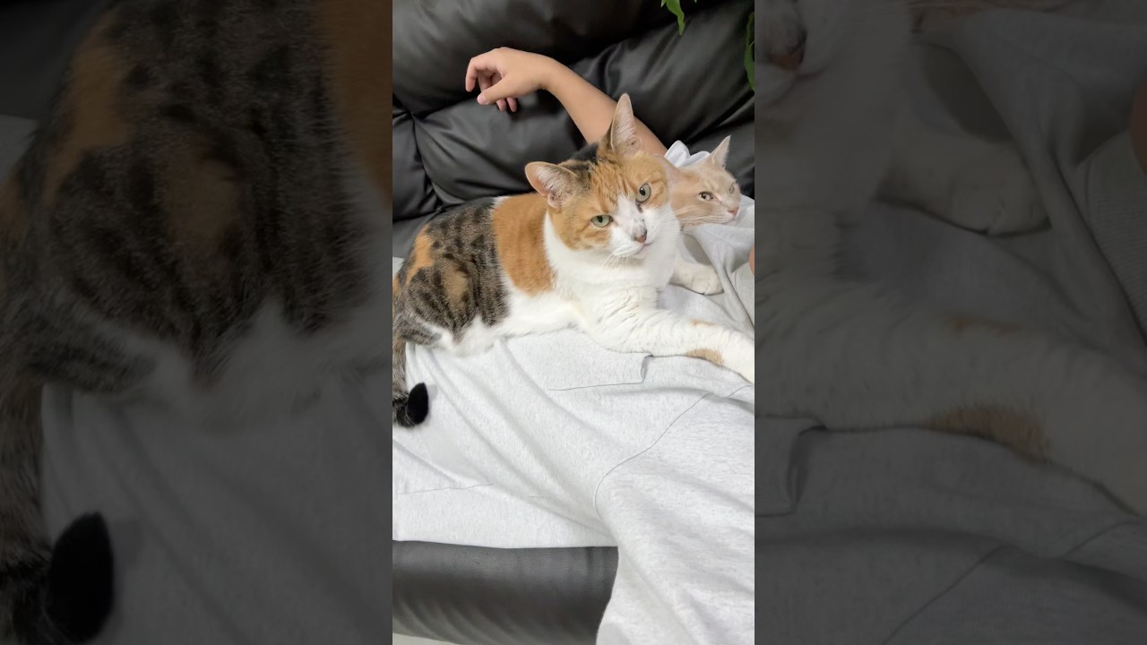 珍しい2人が一緒にいます　#shorts #猫