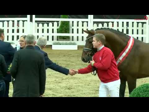 Siegerhengst Westfalen 2021 - Extra Gold !