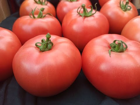 Суперраній солодкий рожевий томат PL 6210 F1