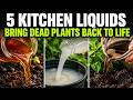 5 Free Kitchen Liquids That Bring Dead Plants Back to Life DEFAULT Thumbnail