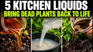 5 Free Kitchen Liquids That Bring Dead Plants Back to Life MQDEFAULT Thumbnail