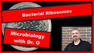 Bacterial Ribosome:  Microbiology