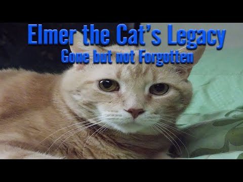 Elmer the Cat's Legacy