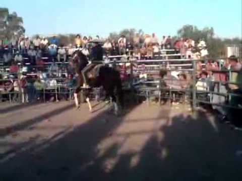 Miguel Angel garcia y sus caballos bailadores en Apaseo