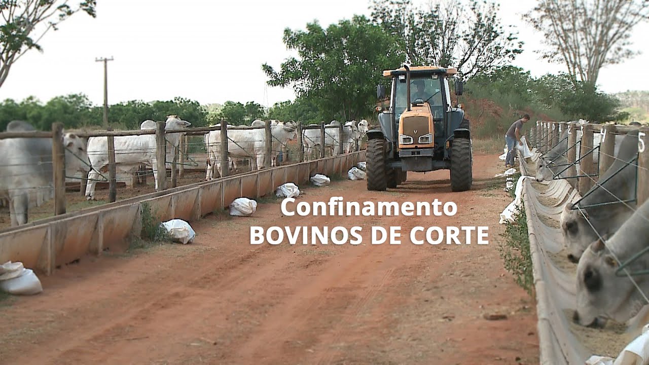 Ciência Sem Limites | Confinamento de bovinos de corte