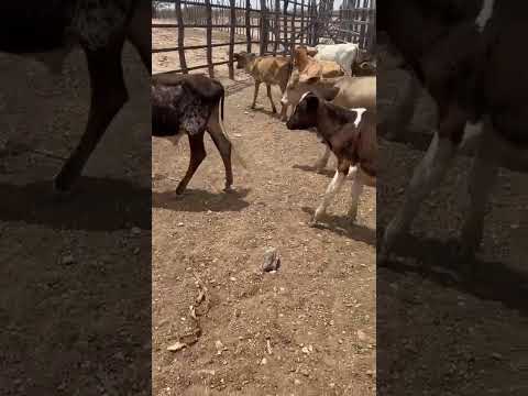 23 Animais: 850 reais cada em Nova Floresta/ Paraíba. Whatsapp 84 99810 2784* #gado