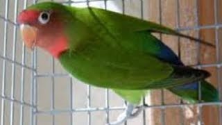 Download lagu Cara Mengatasi Burung LoveBird Hanya Ngetik Dan Mompa Dilomba mp3