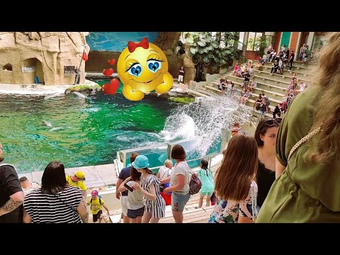 ZOO WORLD / ZW N 584 Delfine