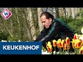 Keukenhof opent deuren voor mensen met negatieve testuitslag - OMROEP WEST