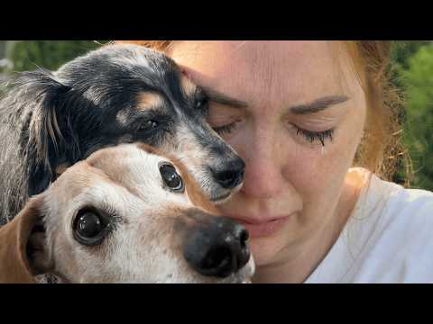 LAST DAY with OLiVE and KOOPA ❤️‍🩹   Dogs Funeral on pirate island for our final family goodbye