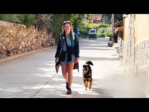Tourist trifft streunenden Hund in Peru – Was folgt, wird Ihr Herz zum Schmelzen bringen