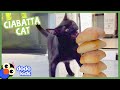 Cat Goes Wild For Ciabatta Rolls Dodo Kids Animal Videos