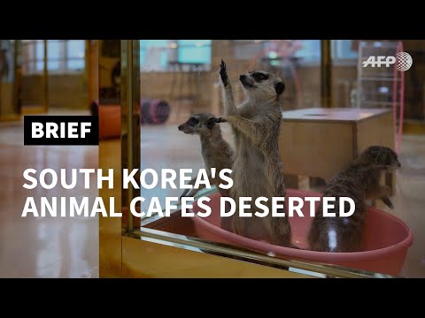 Customers desert South Korea's animal cafes over virus fears | AFP