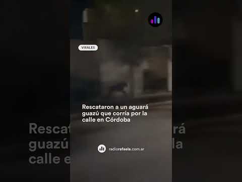 Un aguará guazú fue encontrado deambulando por las calles de Villa Santa Rosa, Córdoba