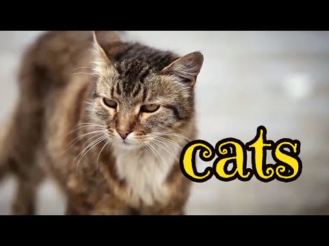 Urban Wildlife. Cats 🐈 | Documentary | Science Channel