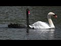 Black Swan following Mute Swan