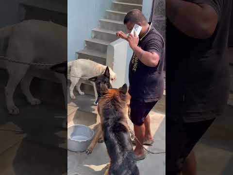 Belgian Malinois are More Powered Than A Shepherd🫠😵‍💫#belgianmalinois #germanshepherd #dogs #pets