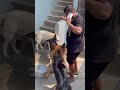 Belgian Malinois Are More Powered Than A Shepherd🫠 ‍ Belgianmalinois Germanshepherd Dogs Pets