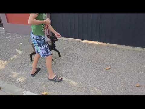 malinois de vânzare