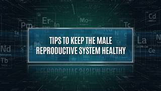 Five Tips To Keep The Male Reproductive System Healthy