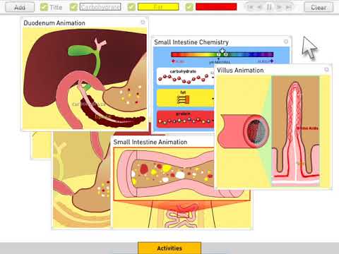 Digestion