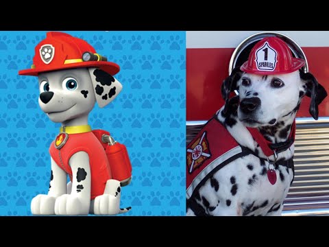 PAW Patrol: Personnages de La Pat 'Patrouille dans la vraie vie