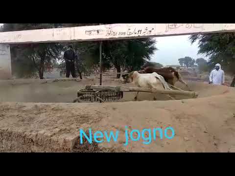 New bari dand | Raja Shah Nawaz Naseera