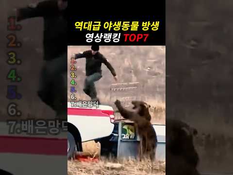 역대급 야생동물 방생 모먼트 TOP7