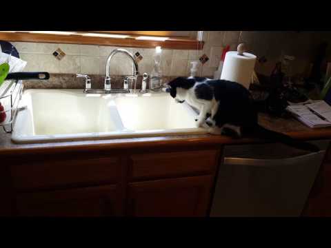 Teaching Cat to Drink From Sink